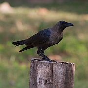 House crow (corvus splendens),  Nungwi, Zanzibar. They are a real pest on the island and are destroying for smaller birds to nest